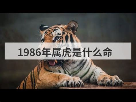 1986 屬虎|【1986年是什麼命】1986年生是什麼命？屬虎者命運大揭秘！